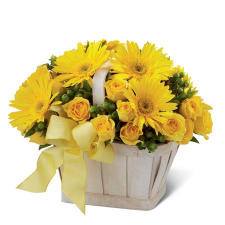 32 Forest Daisy Spray Yellow pack of 12 